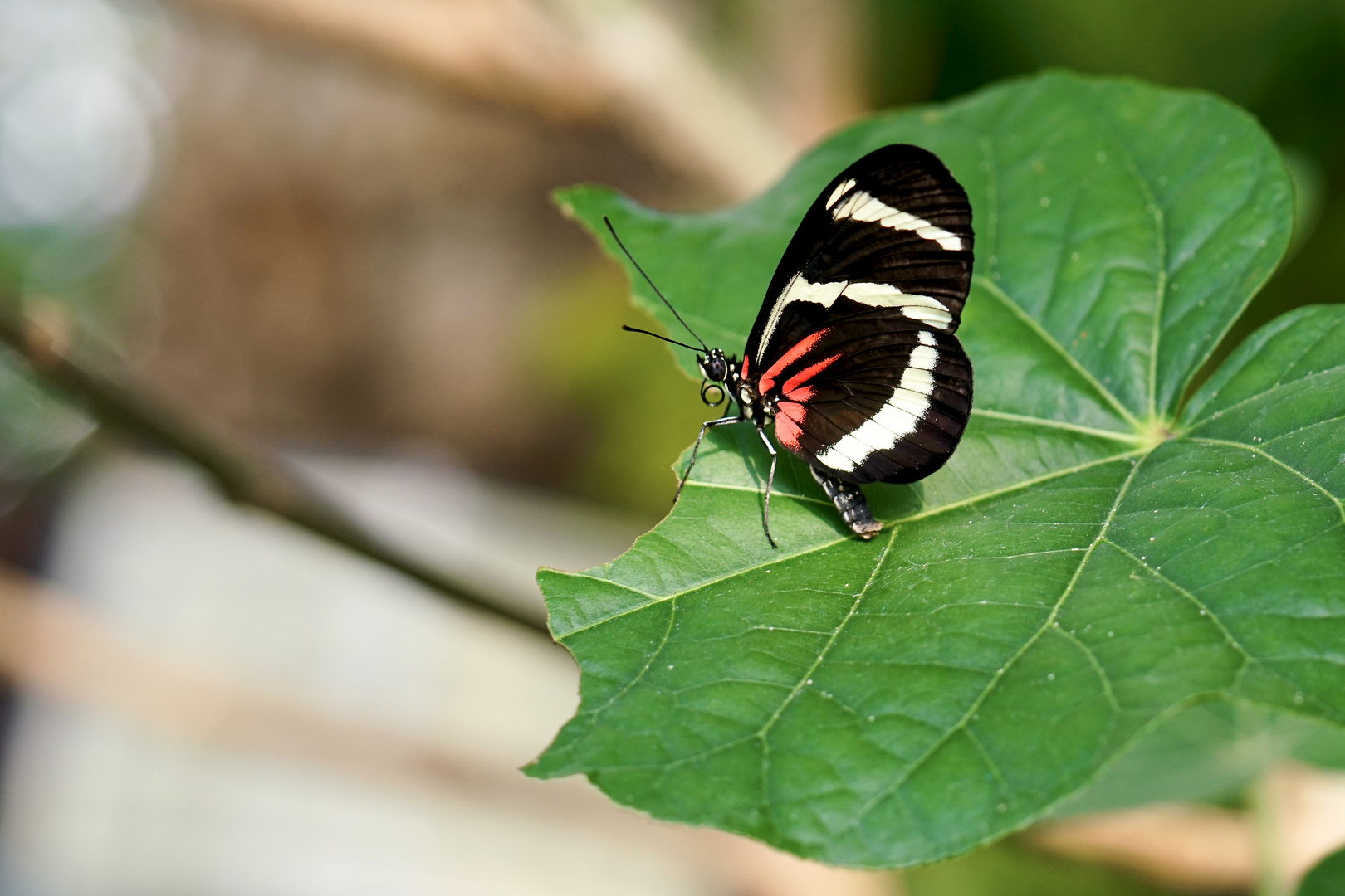 Tropische Schmetterlinge - Heliconius hewitsoni.