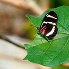 Tropische Schmetterlinge - Heliconius hewitsoni.