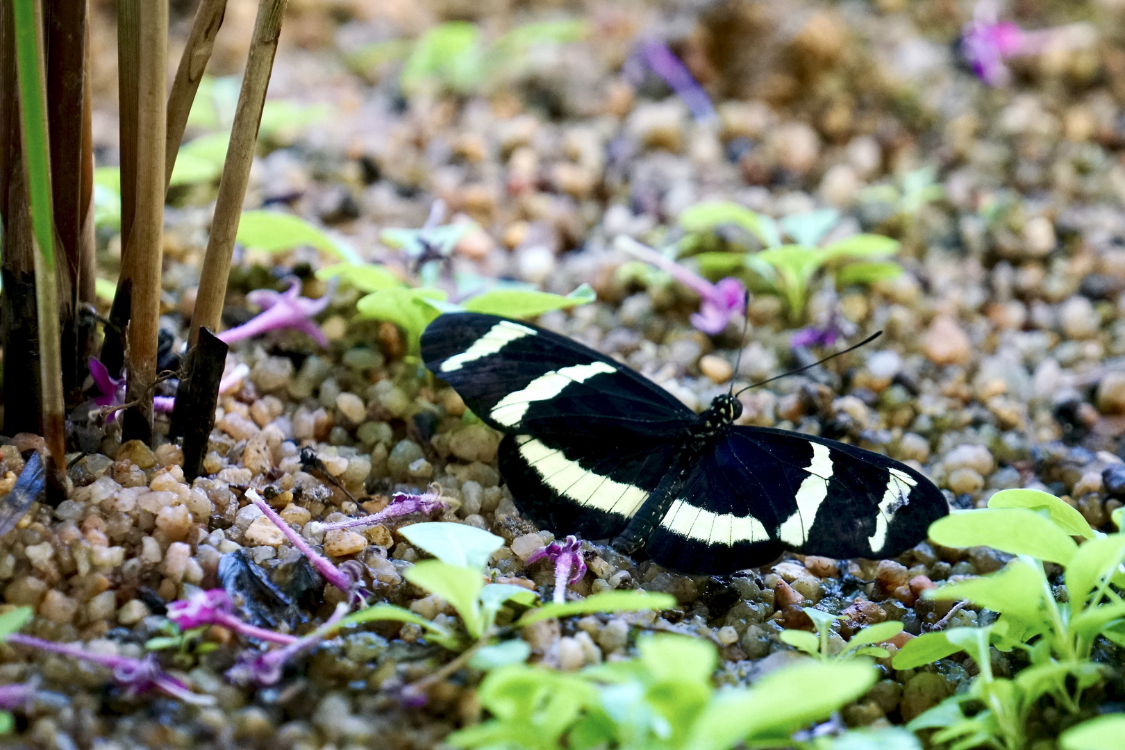 Tropische Schmetterlinge Heliconius hewitsoni