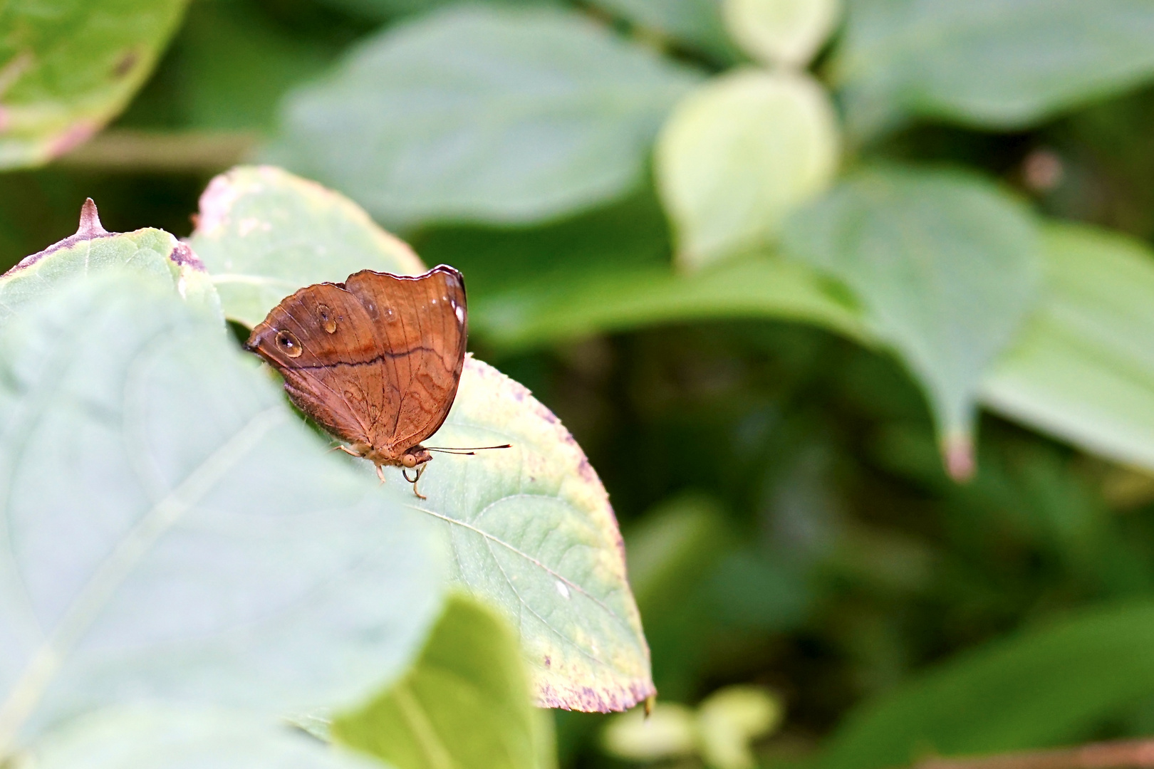 Tropische Schmetterlinge Herbstblatt