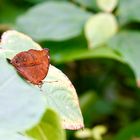 Tropische Schmetterlinge Herbstblatt