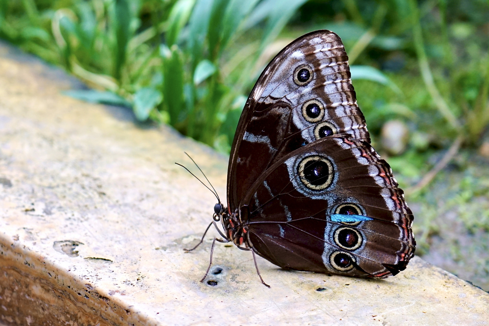 Tropische Schmetterlinge Himmelsfalter