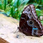 Tropische Schmetterlinge Himmelsfalter