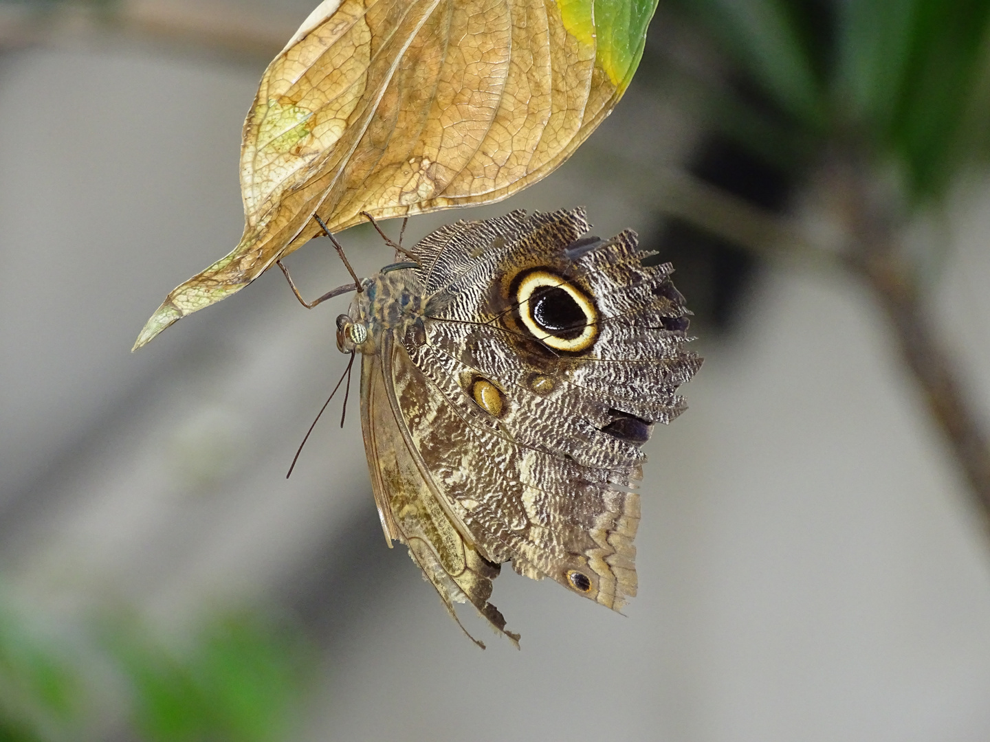 Tropische Schmetterlinge im Berggarten Hannover