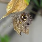 Tropische Schmetterlinge im Berggarten Hannover