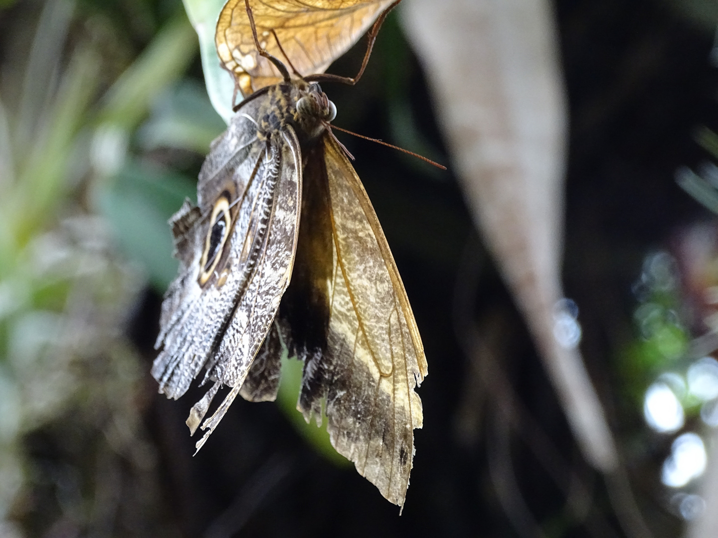 Tropische Schmetterlinge im Berggarten Hannover