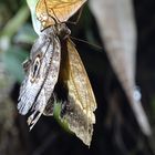 Tropische Schmetterlinge im Berggarten Hannover