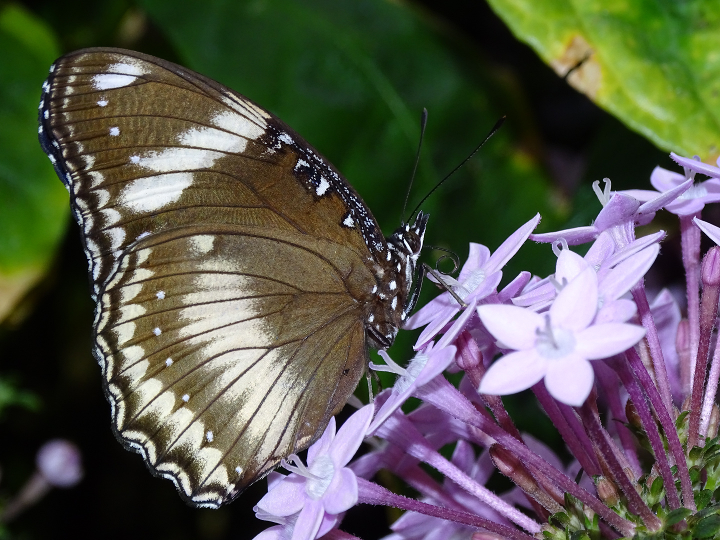 Tropische Schmetterlinge im Berggarten Hannover