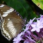 Tropische Schmetterlinge im Berggarten Hannover