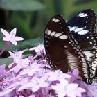 Tropische Schmetterlinge im Berggarten Hannover