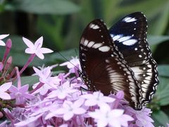 Tropische Schmetterlinge im Berggarten Hannover