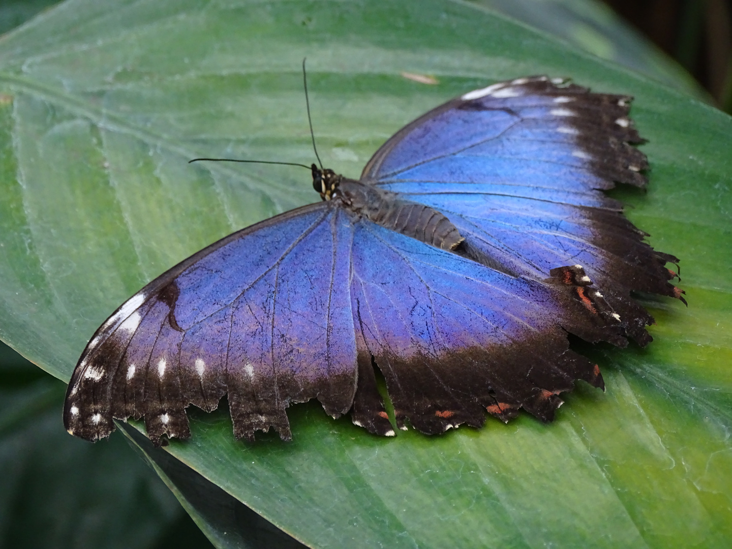 Tropische Schmetterlinge im Berggarten Hannover