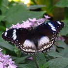 Tropische Schmetterlinge im Berggarten Hannover