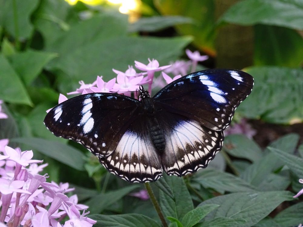 Tropische Schmetterlinge im Berggarten Hannover Foto