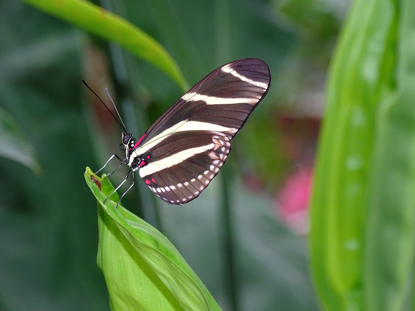 Tropische Schmetterlinge im Berggarten Hannover