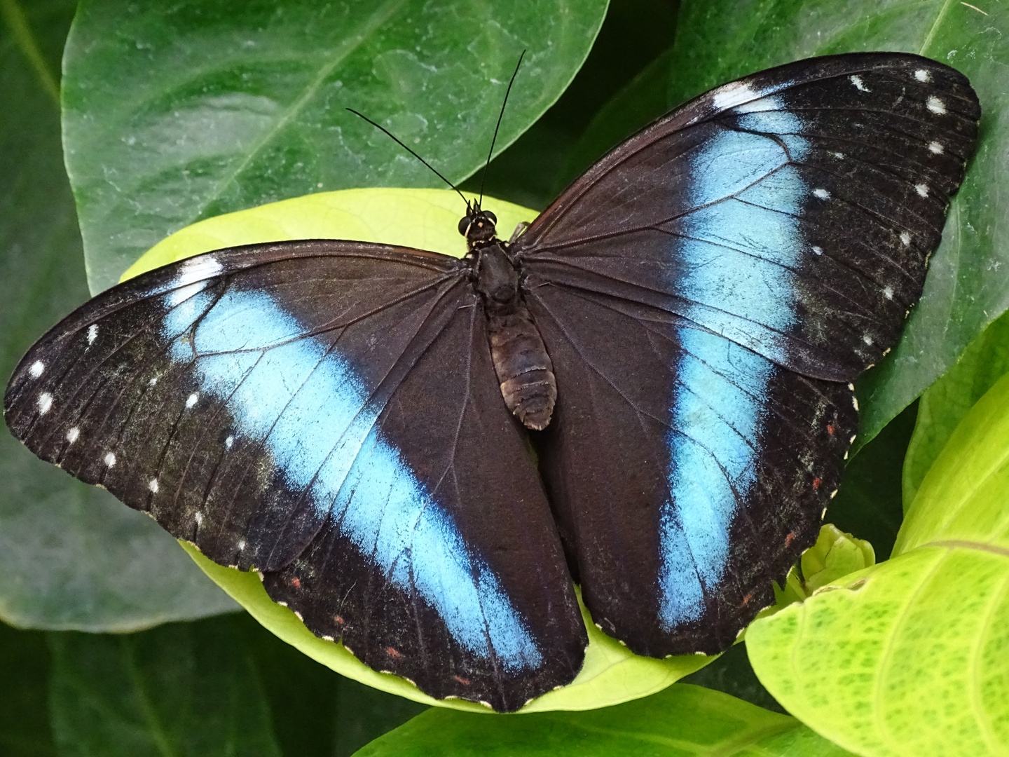Tropische Schmetterlinge im Berggarten Hannover Foto & Bild | tiere