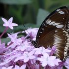 Tropische Schmetterlinge im Berggarten Hannover