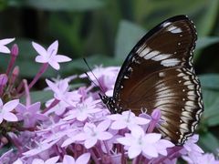 Tropische Schmetterlinge im Berggarten Hannover