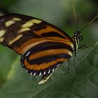 tropische Schmetterlinge im "Botanik" Bremen