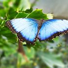 tropische Schmetterlinge im "Botanik" Bremen