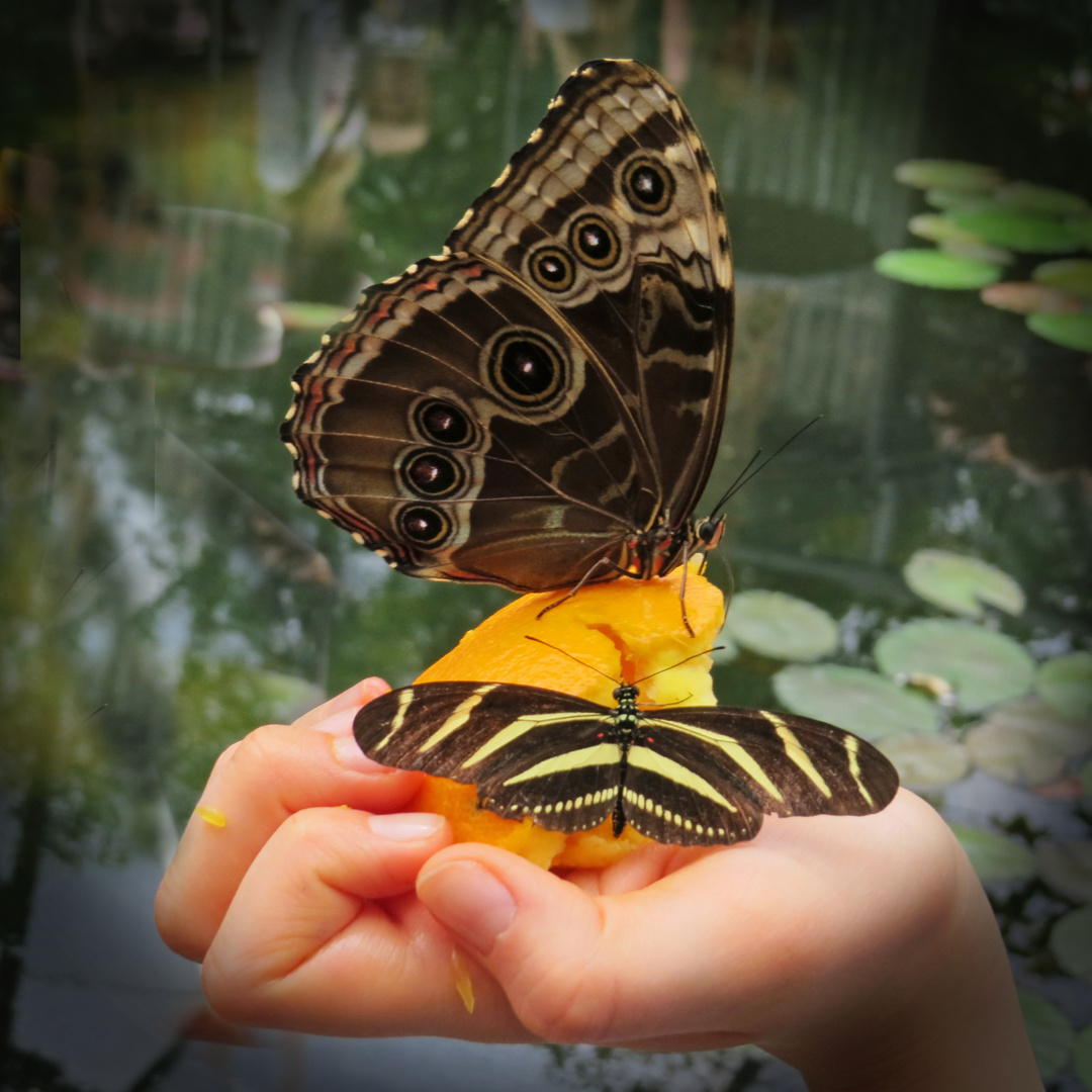 Tropische Schmetterlinge im botanischen Garten Augsburg, 3 Foto & Bild