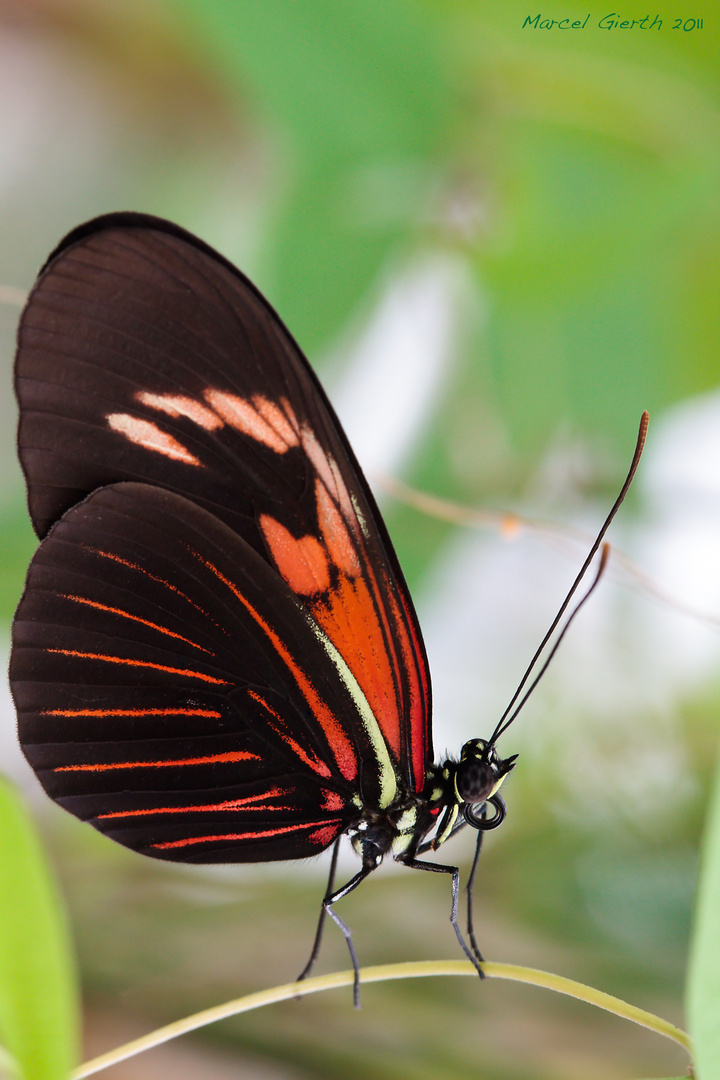 Tropische Schmetterlinge im botanischen Garten München 04