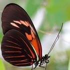 Tropische Schmetterlinge im botanischen Garten München 04