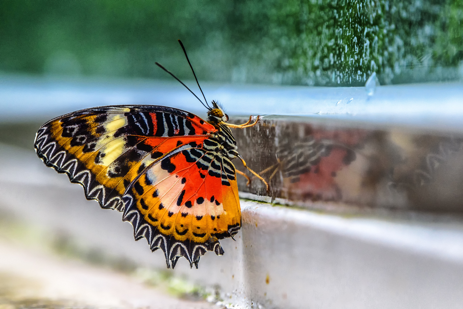 Tropische Schmetterlinge im Botanischen Garten München