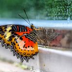 Tropische Schmetterlinge im Botanischen Garten München