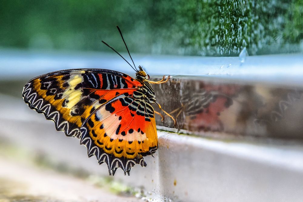 Tropische Schmetterlinge Im Botanischen Garten Munchen Foto Bild