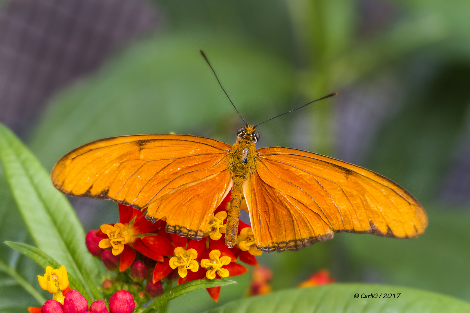 Tropische Schmetterlinge  IMG_0390