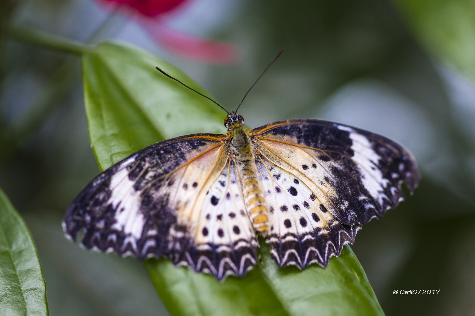 Tropische Schmetterlinge  IMG_0447