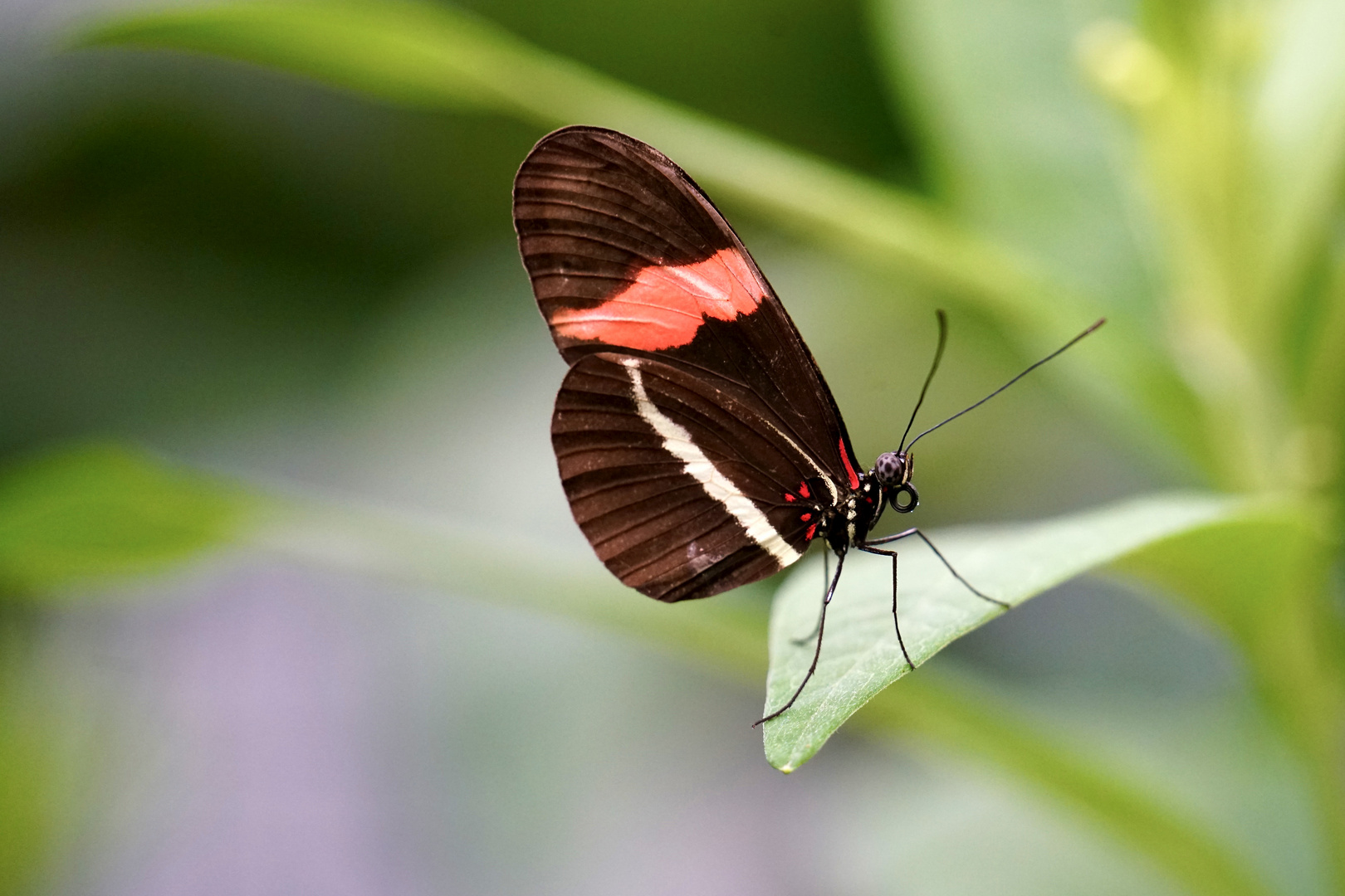 Tropische Schmetterlinge Kleiner Postbote