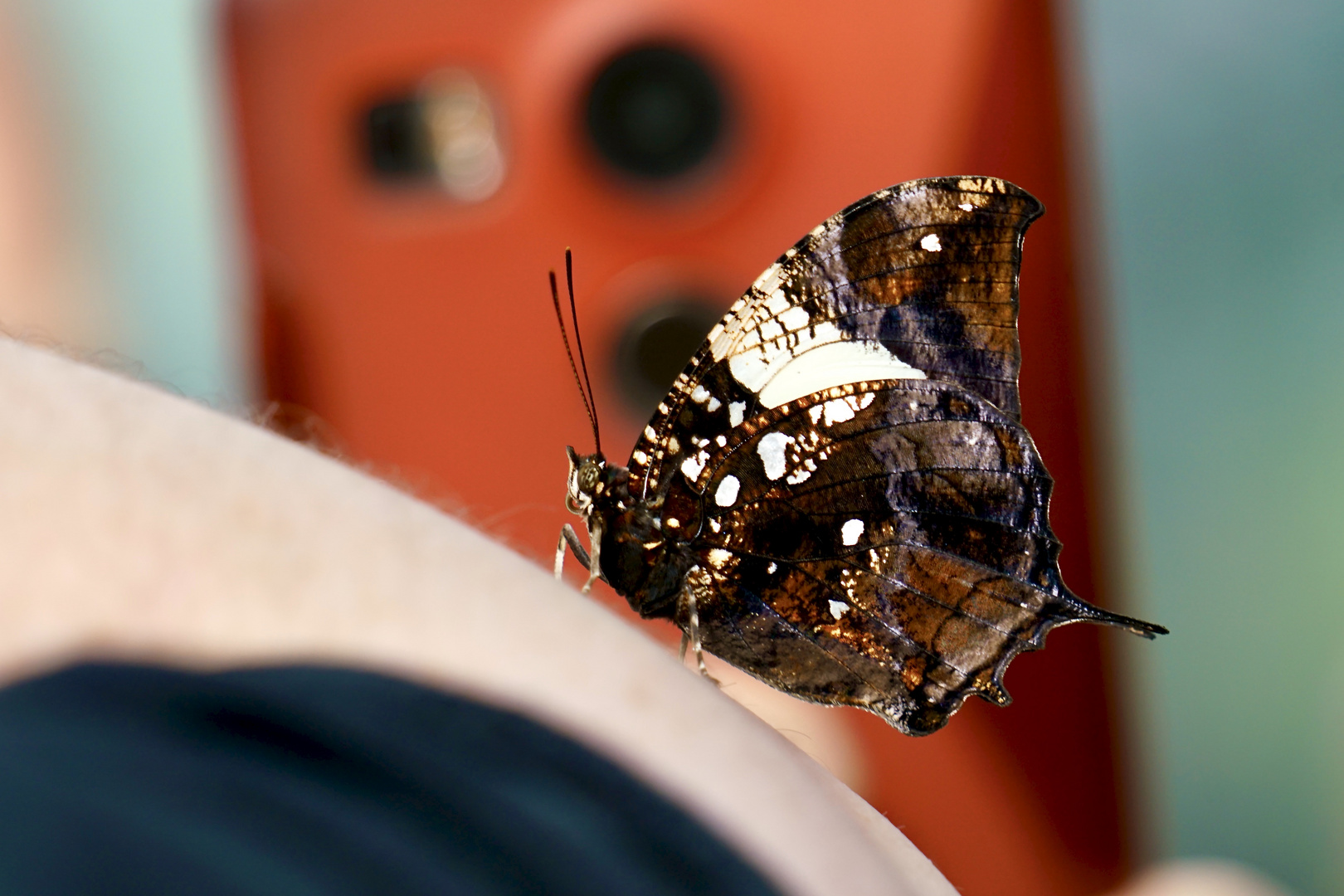 Tropische Schmetterlinge Marmorblatt-Schwalbenschwanz - Hypna clytemnestra