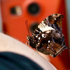 Tropische Schmetterlinge Marmorblatt-Schwalbenschwanz - Hypna clytemnestra