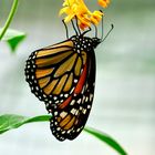 Tropische Schmetterlinge Monarchfalter