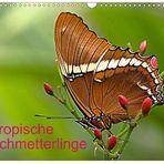 Tropische Schmetterlinge - Zu kaufen als Kalender
