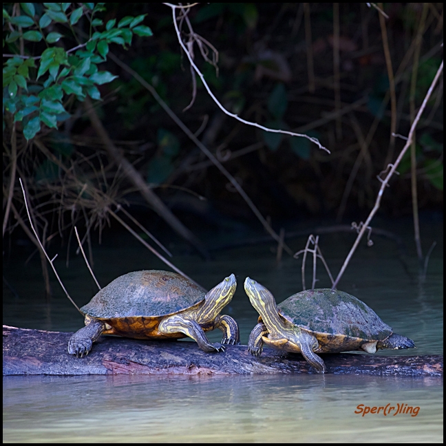 Tropische Schmuckschildkröten....