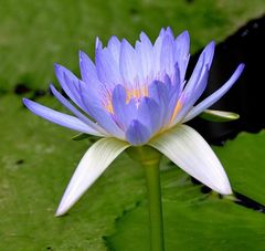 Tropische Seerose Nymphaea colorata