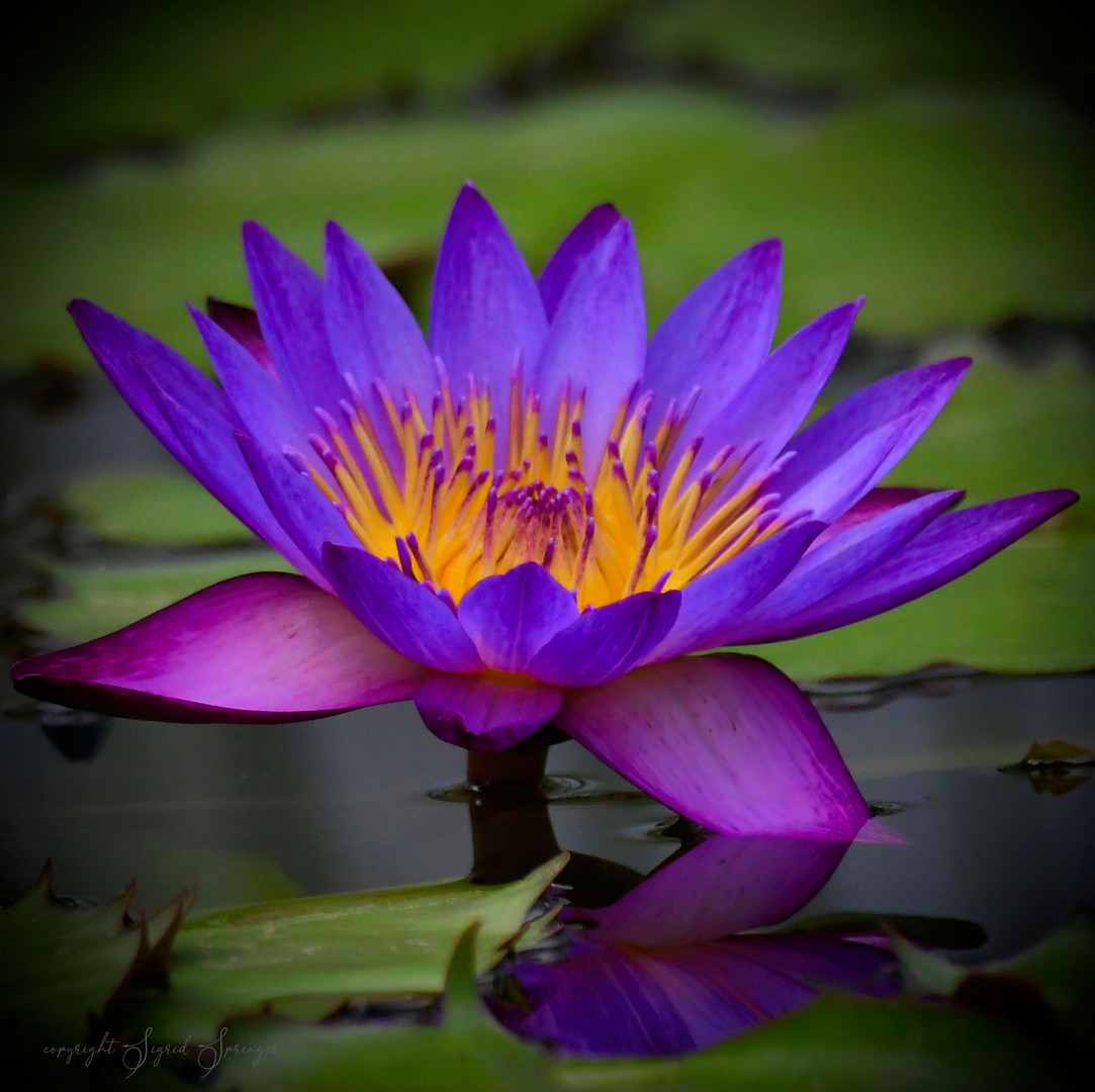 tropische Seerose 'Nymphaea Lindsay Woods'