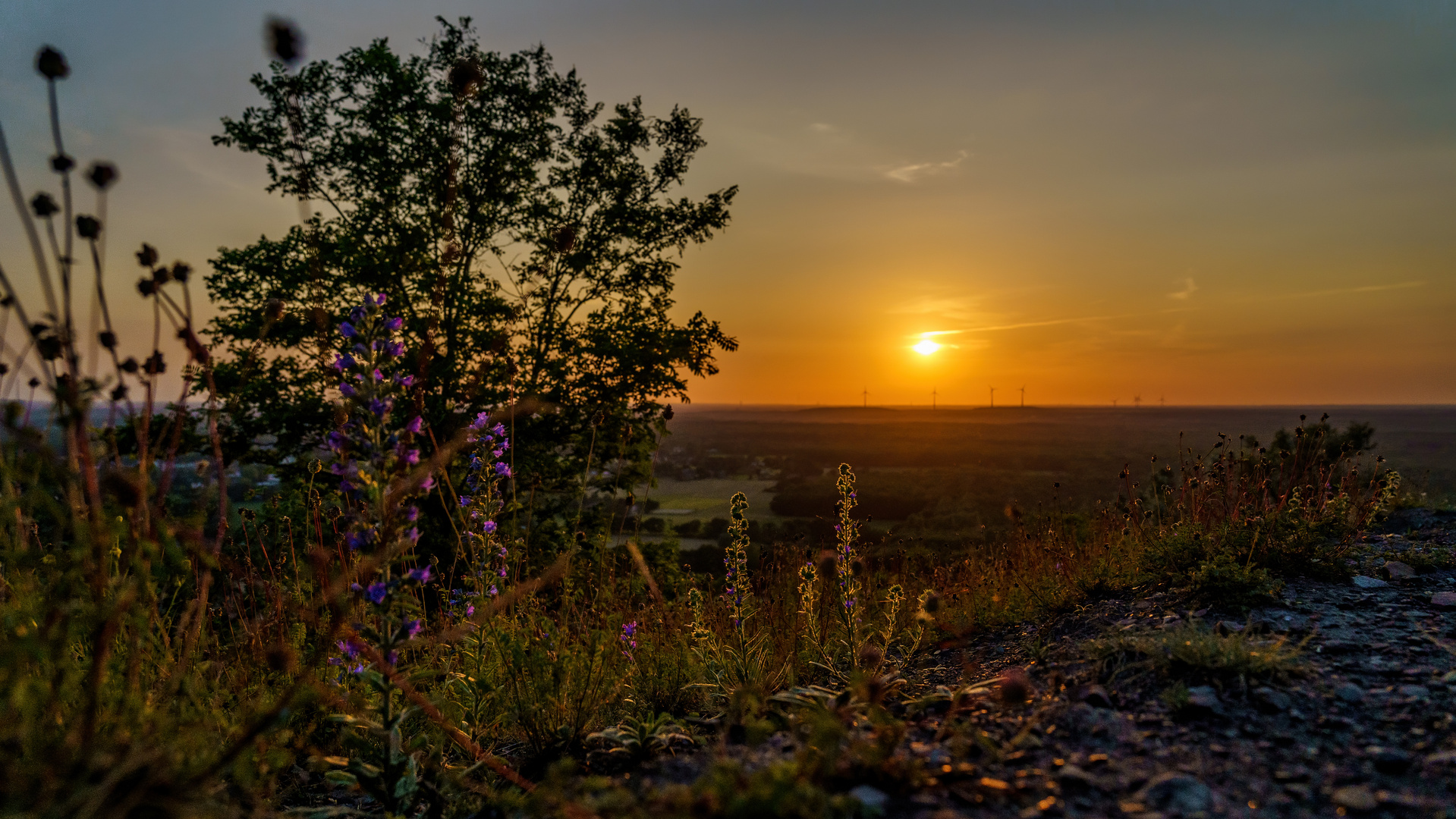 Tropische Sonne über der Halde Haniel