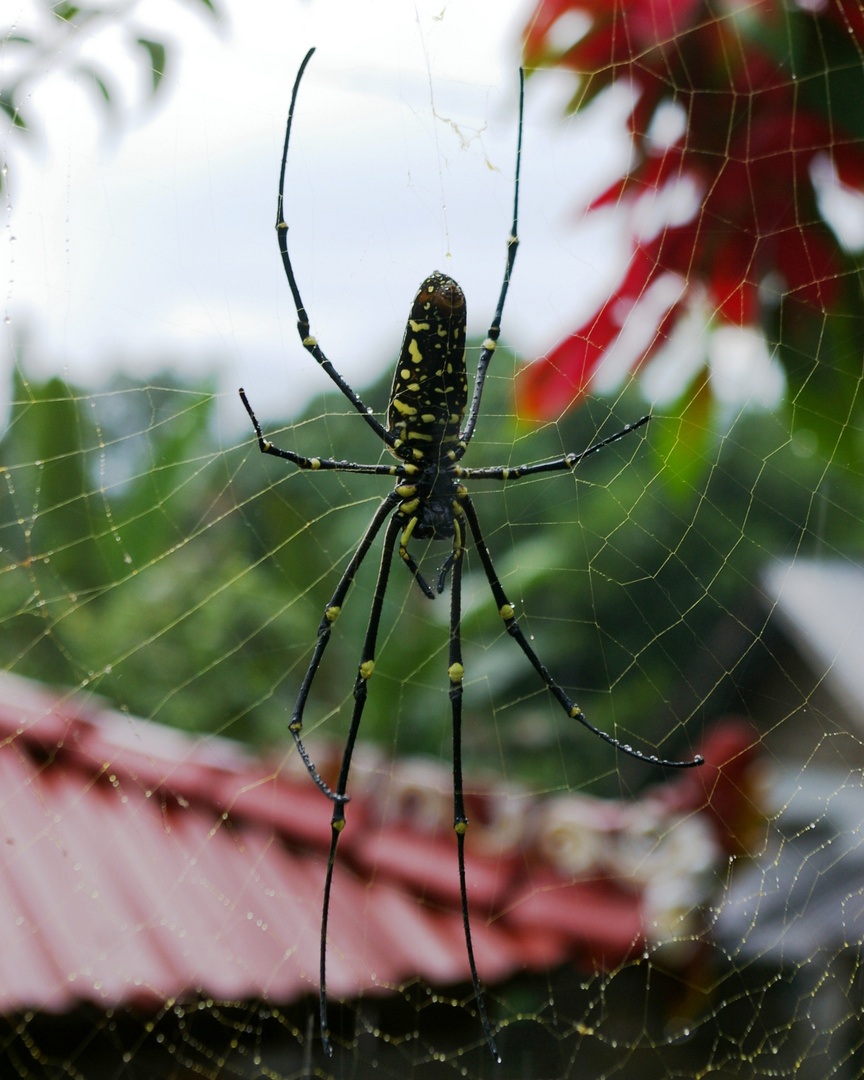 Tropische Spinne