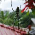 Tropische Spinne