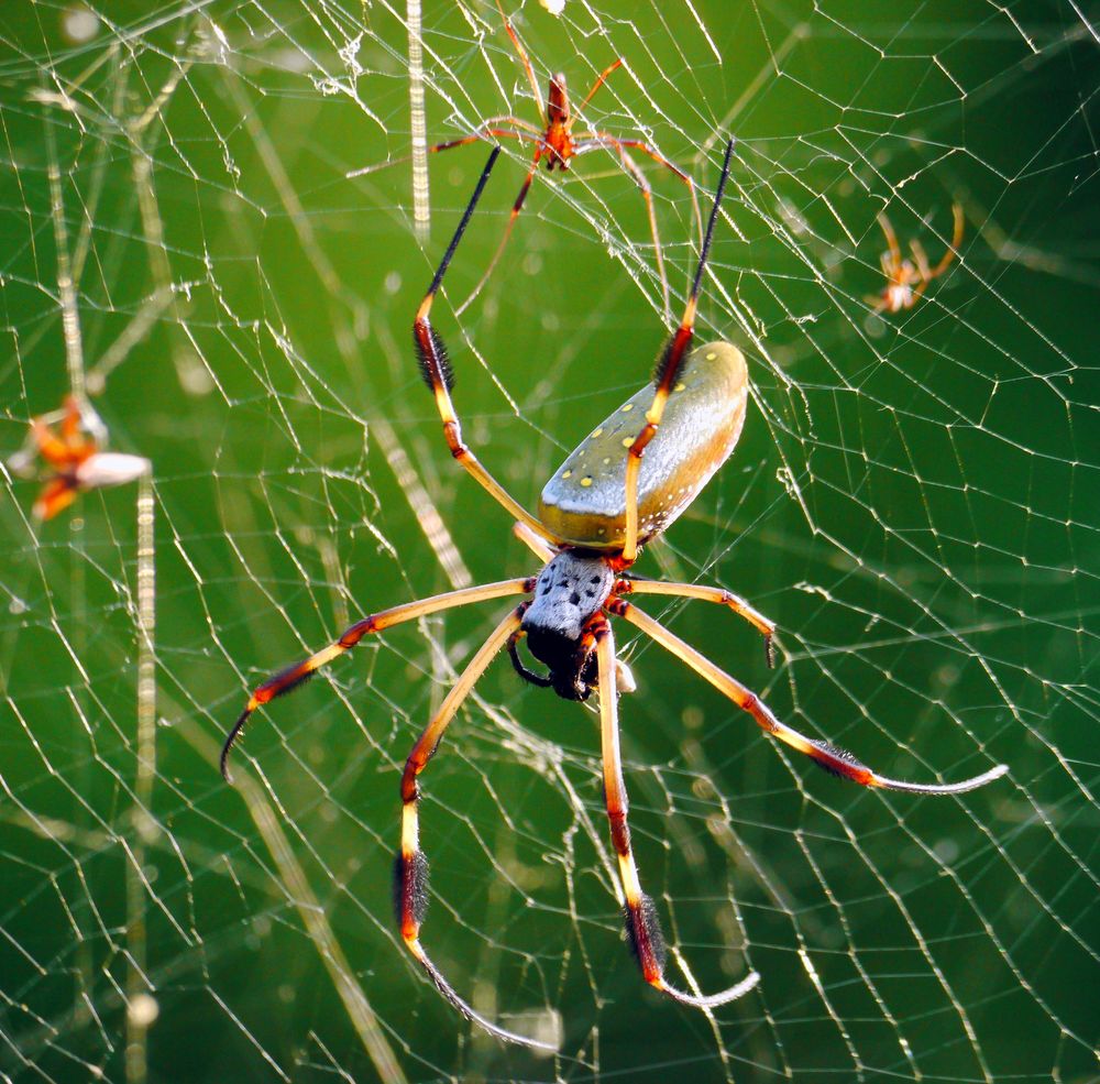 Tropische Spinne mit Nachwuchs,...