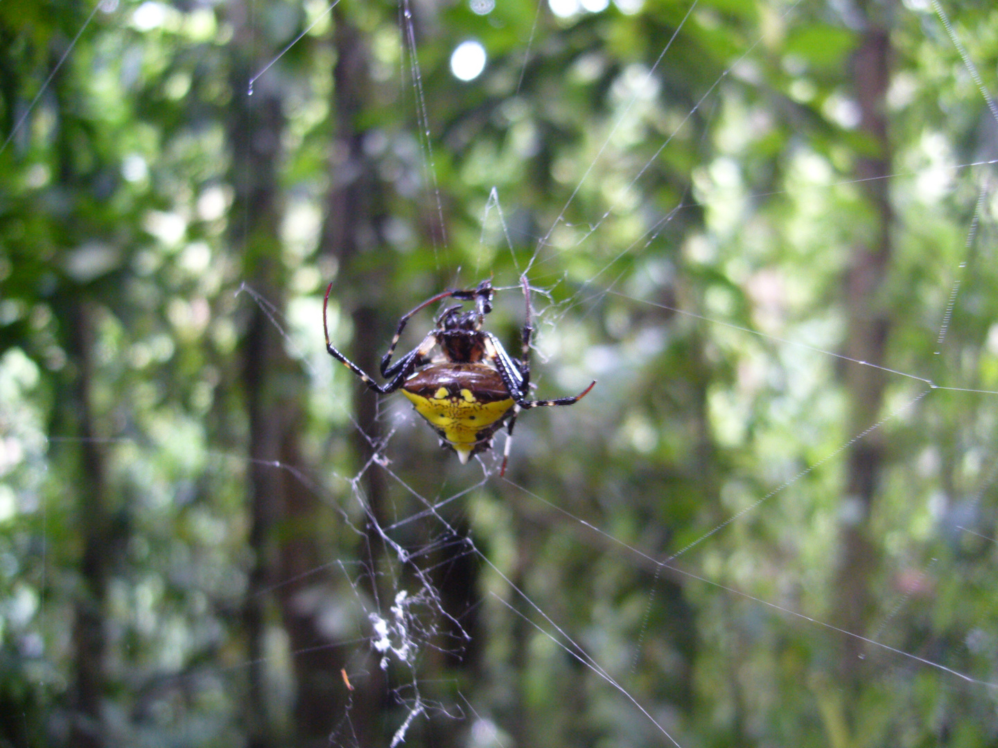 Tropische Spinne von Costa Rica
