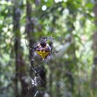 Tropische Spinne von Costa Rica