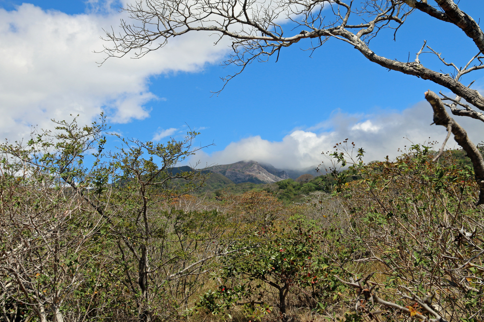 Tropische Trockenwald, Costa Rica