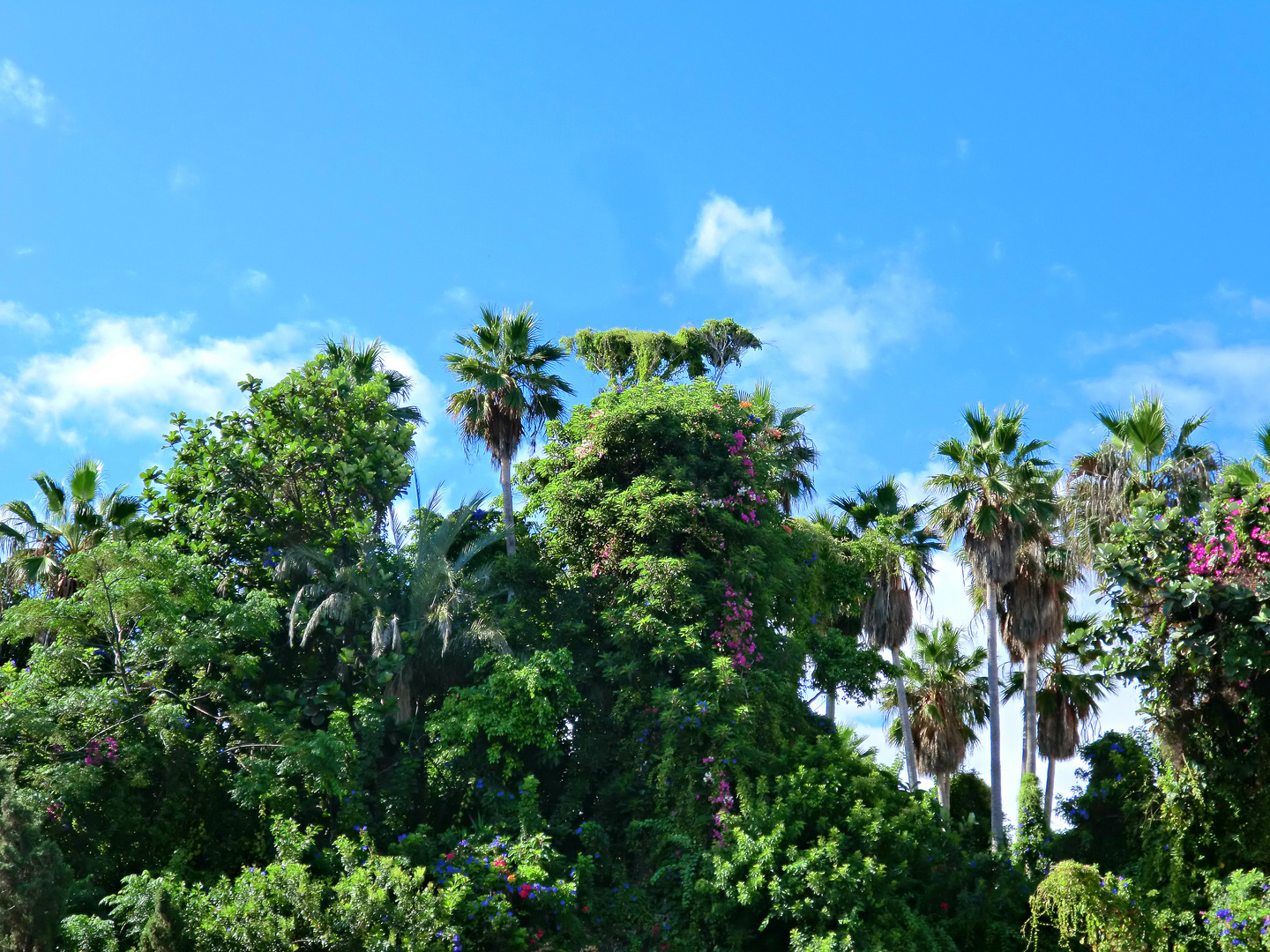 Tropische Vegetation