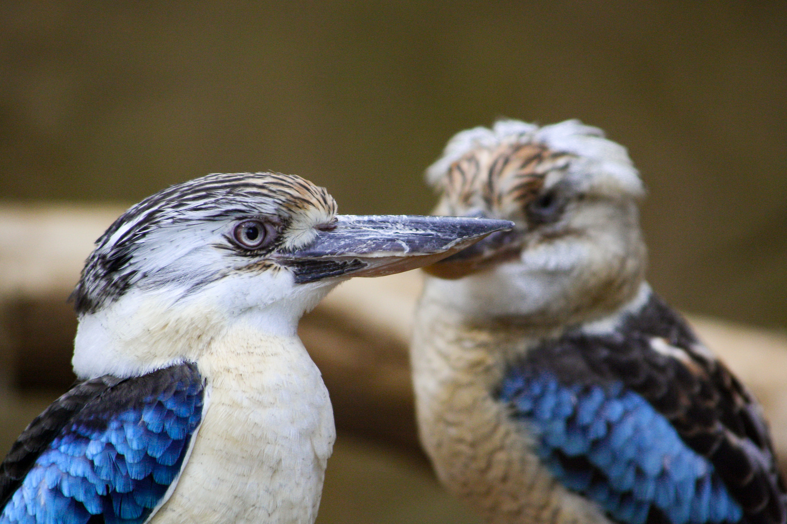 Tropische Vögel