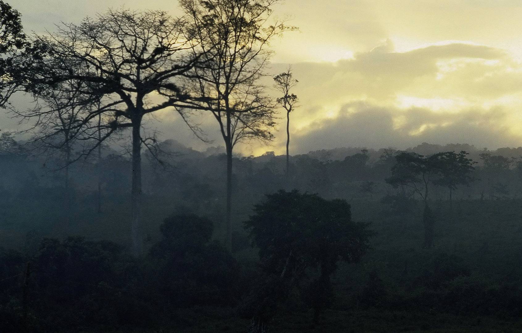 Tropische Waldlandschaft bei Los Chiles am Morgen